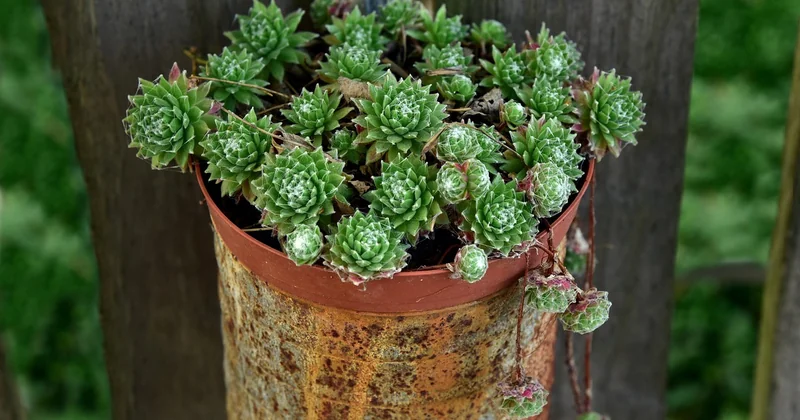 What is the most low maintenance outdoor plant?