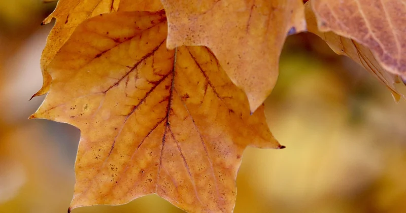 Fall checklist: the one that actually protects you