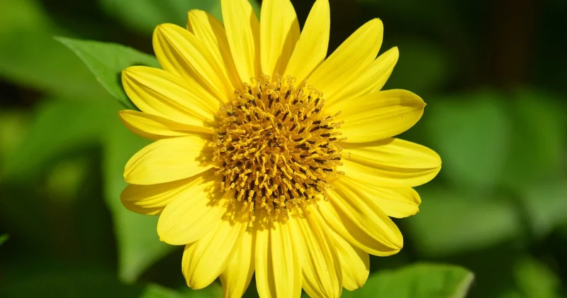 Low-maintenance outdoor plants that come back every year