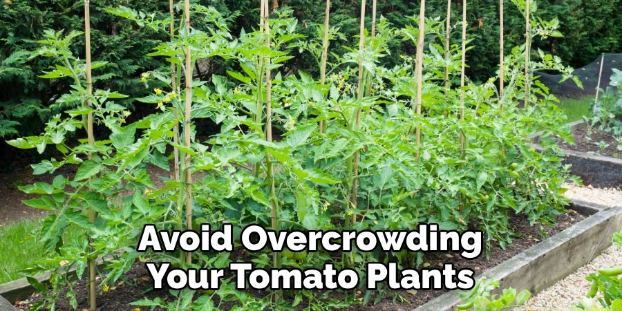 Avoid Overcrowding Your Tomato Plants