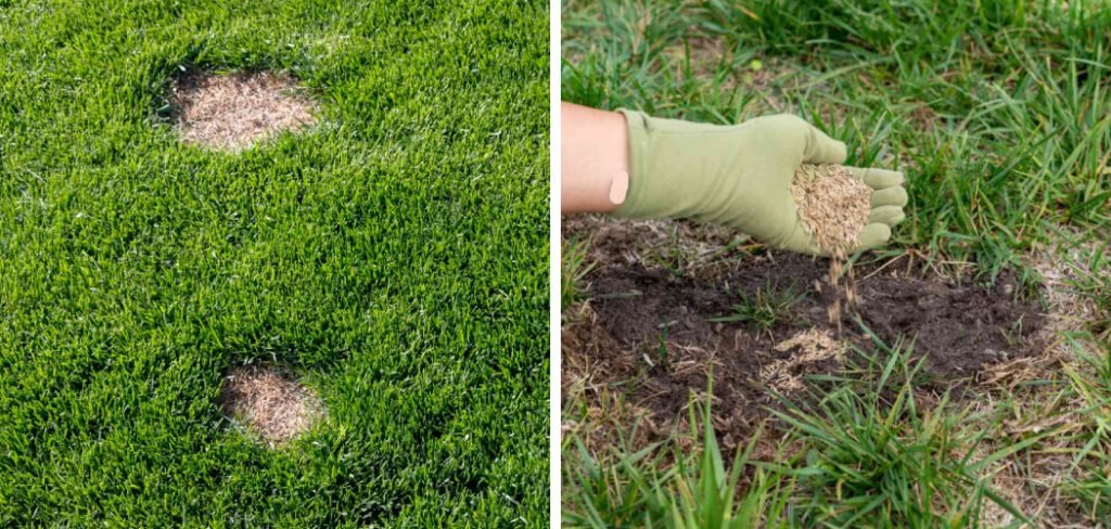 Fix Lawn Bare Spots Without Digging